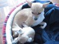 Cachorritos Chihuahua Cachorritos Chihuahua