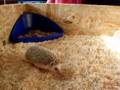 videos de Hedgehog / Weißbauchigel im Auslauf