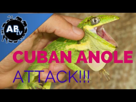 YouTube reptile video