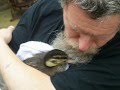 Count Duckula of Baildon nests in his daddys beard!