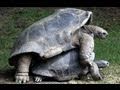 Giant Tortoise Coitus