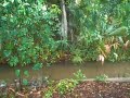 Welcome to my backyard, the Jungle Garden