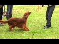 2010-05-25 | Irish Red Setter - Rden Jugendklasse (1) - Forsthaus Heiligenberg ~> ()