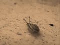 Mollusc Mollusc