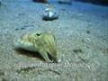 Mollusc