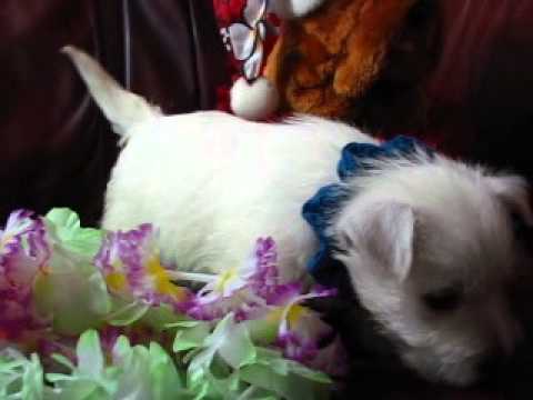 Blue Curls Boy playing with a teddy bear and lei