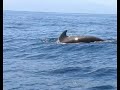 lo scorso marzo dal 17 al 25, siamo stati a tenerife isole canarie. quando siamo arrivati a los gigantes (costa nord occidentale dell'isola), abbiamo partecipato ad una gita in barca a motore in direzione punta del teno, cos� abbiamo potuto avvistare balene pilota e delfini comuni.