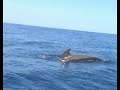 Pilot whales in Los Gigantes Tenerife Pilot whales in Los Gigantes Tenerife