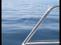 lo scorso marzo dal 17 al 25, siamo stati a tenerife isole canarie. quando siamo arrivati a los gigantes (costa nord occidentale dell'isola), abbiamo partecipato ad una gita in barca a motore in direzione punta del teno, cos� abbiamo potuto avvistare balene pilota e delfini comuni.
