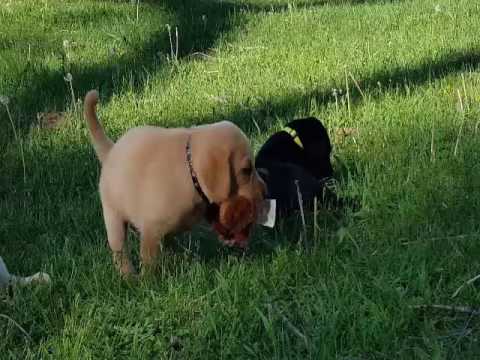 Max the Yellow Lab Puppy