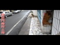主人讓我回家！　土狗跳高按電鈴。