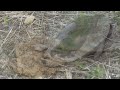 Click here to watch this video Turtle Laying Eggs