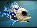 FishyNiggers.wmv FishyNiggers.wmv