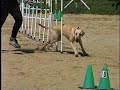 2003 Youngsville, NC agility trial