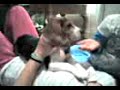 scooby ( my friends awsome dog )