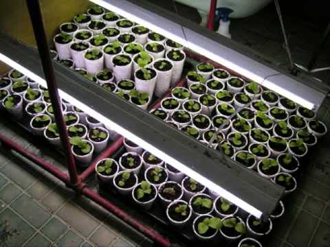 how to harvest tobacco seeds