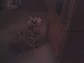 Nicks dog