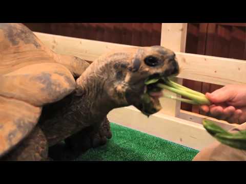 YouTube reptile video