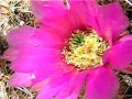Whoosh! Bees nearly collide on Echinocereus engelmannii Whoosh! Bees nearly collide on Echinocereus engelmannii