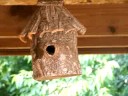 Wren feeding her babies
