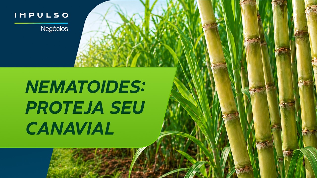 Nematoides na cana: como manejar e evitar perdas | Impulso Negócios EP. 190