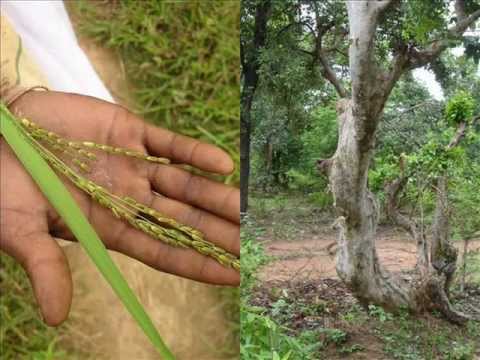 Medicinal Rice T9 based Formulations for Epilepsy: Pankaj Oudhia’s Medicinal Plant Database