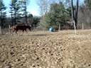 Razz the horse & the BIG BLUE BALL Razz the horse & the BIG BLUE BALL