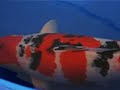 Show Koi