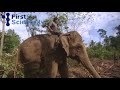 Moving wild elephants
