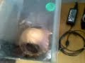 My Brachypelma Albopilosum havin\