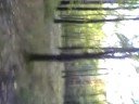 my forest my forest