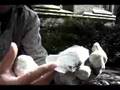 Flint Knapping - Neolithic Core Axe