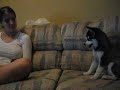 Hiccup the Klee Kai loves to complain! Hiccup the Klee Kai loves to complain!