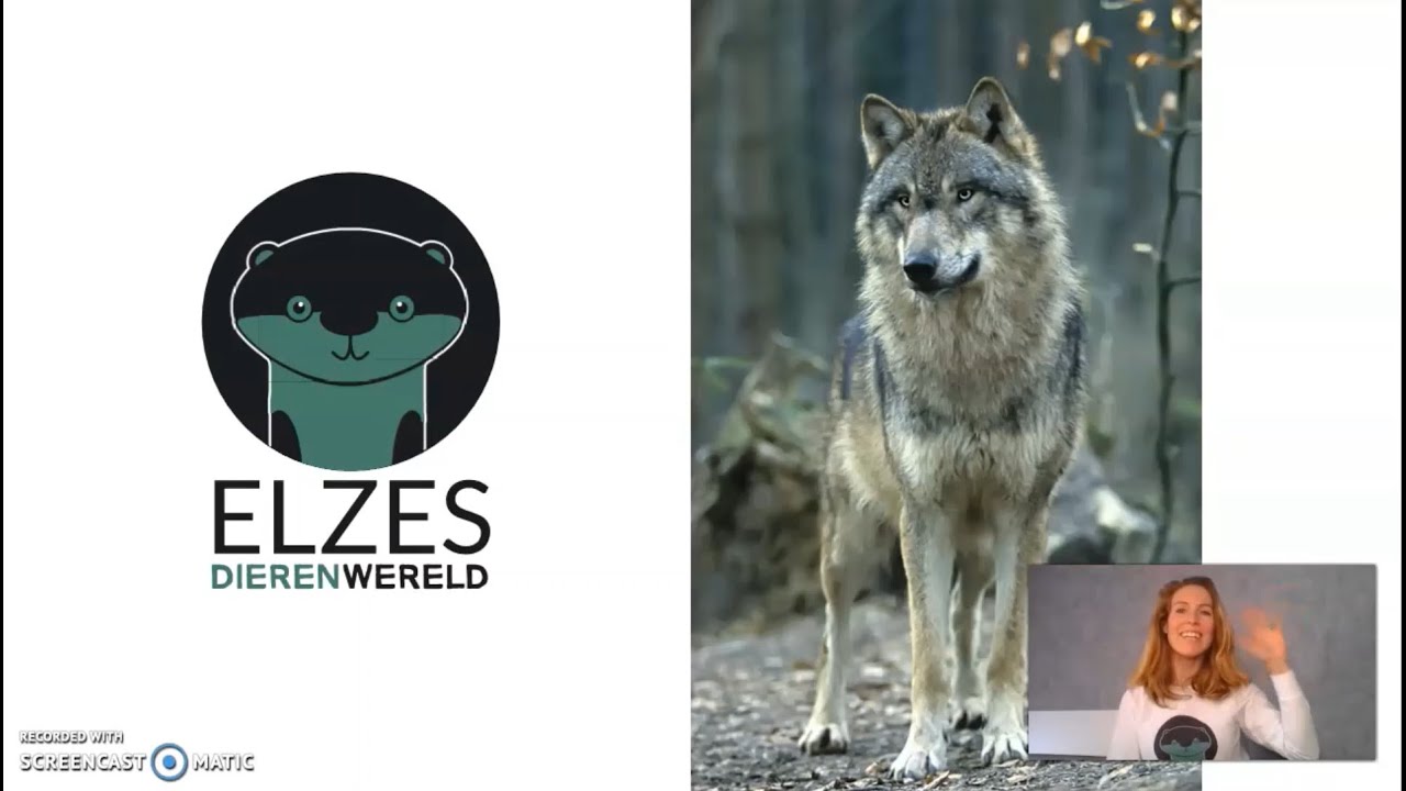 Elzes Dierenwereld: de wolf in Nederland