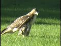 Red Tailed Hawk in Central Park New York (Pale Male)