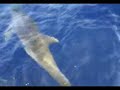 acciaroli avvistamento delfini acciaroli avvistamento delfini