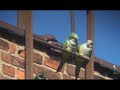 Quaker Parrots Frolic in Freezing Cold Quaker Parrots Frolic in Freezing Cold