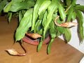 Night Blooming Cereus