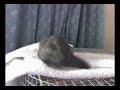 Love Bird Masturbating