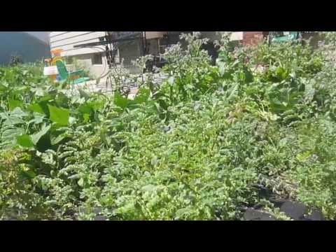 how to grow chickpeas