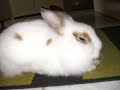 der kleine s��e hase