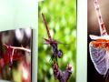 Al Qatif 13th Photo Exhibit 2009
