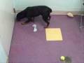 Smokey.wmv