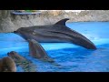 одесский дельфинарий август 2011