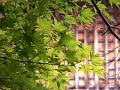 ～聖宝寺の庭園と滝～語り�...