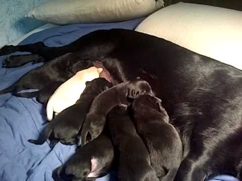 Black Lab Puppies 8 days old