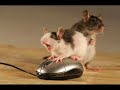 Animais em momentos Críticos