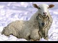 Animais em momentos Cr�ticos