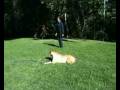 videos de Hanrob Dog Training Sydney - 12
