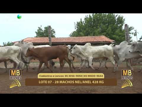 522 LEILO VIRTUAL MB LEILES